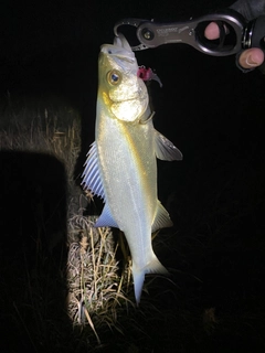 セイゴ（ヒラスズキ）の釣果