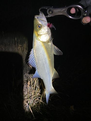 セイゴ（ヒラスズキ）の釣果