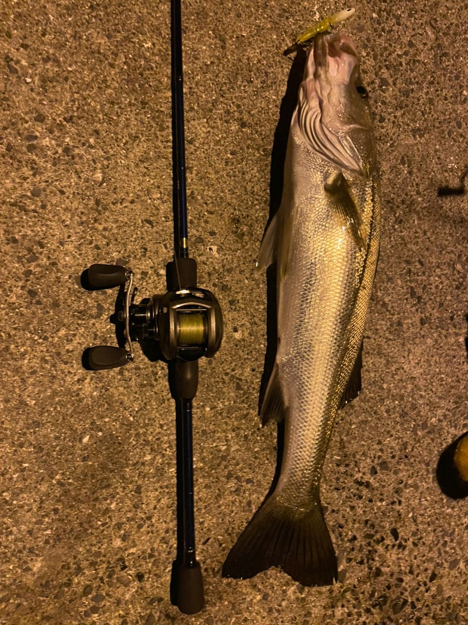 MajorCraft 23ロックライバー 5G RV5-852H/Bの最安値・インプレ・釣果