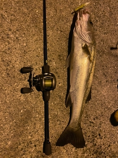 マルスズキの釣果