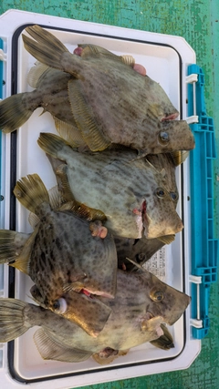 カワハギの釣果