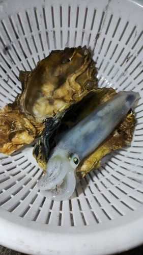 ヒイカの釣果