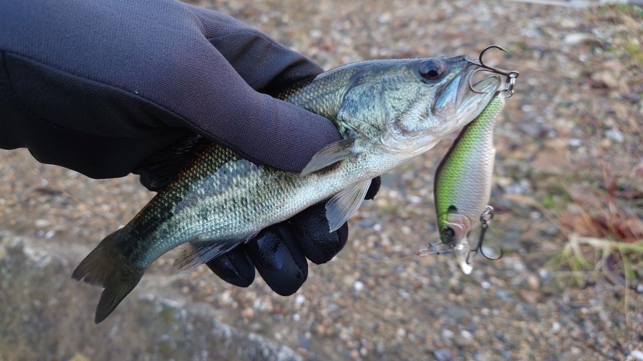 NORIES ロードランナー ヴォイス ハードベイトスペシャル ベイト