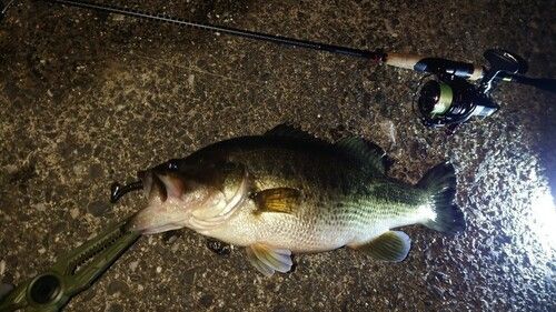ブラックバスの釣果