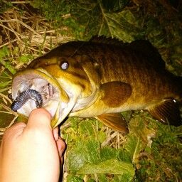 スモールマウスバス