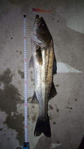 シーバスの釣果