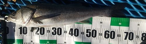 東京湾（アクアライン以北）