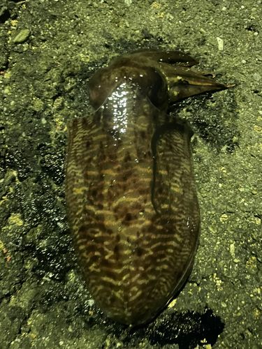 コウイカの釣果