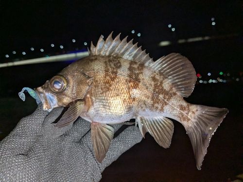 メバルの釣果