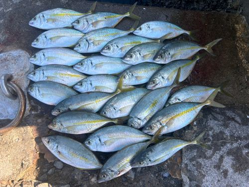 シマアジの釣果