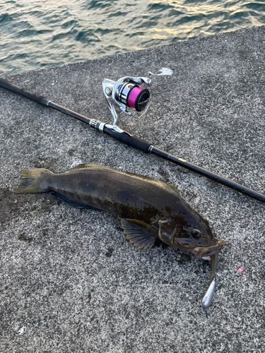 アイナメの釣果