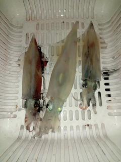 ヤリイカの釣果