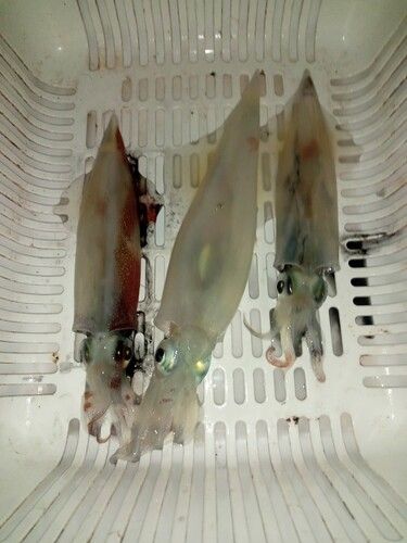 三陸海岸（岩手）