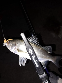 セイゴ（マルスズキ）の釣果