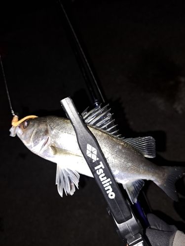セイゴ（マルスズキ）の釣果