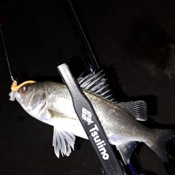 セイゴ（マルスズキ）