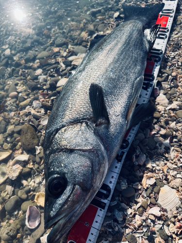 ヒラスズキの釣果