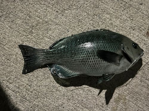 金沢水際線緑地（福浦岸壁）