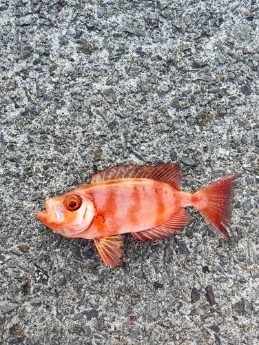 キントキダイの釣果