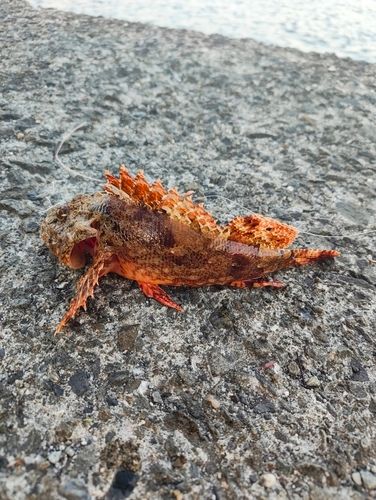 オニカサゴの釣果