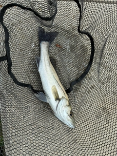 セイゴ（マルスズキ）の釣果