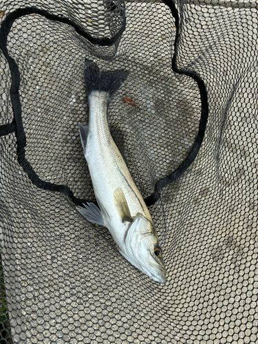 セイゴ（マルスズキ）の釣果