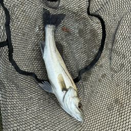 セイゴ（マルスズキ）