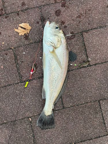 豊洲ぐるり公園