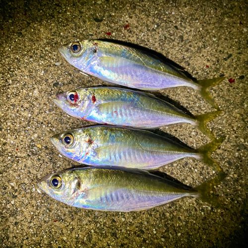 アジの釣果