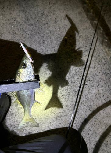 セイゴ（マルスズキ）の釣果