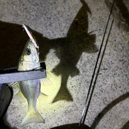 セイゴ（マルスズキ）