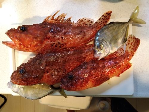 イズカサゴの釣果