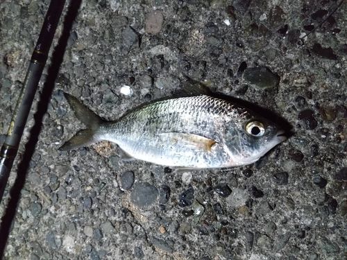 クロサギの釣果