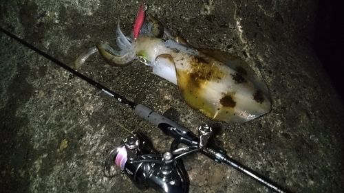 アオリイカの釣果