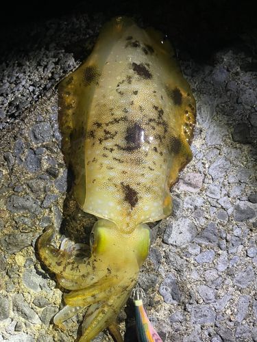 アオリイカの釣果