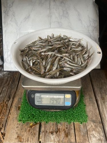 ワカサギの釣果