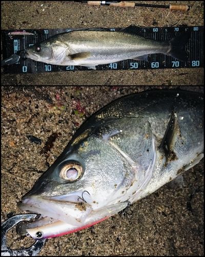 シーバスの釣果