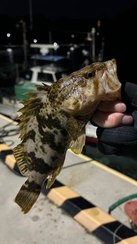 ベッコウゾイの釣果