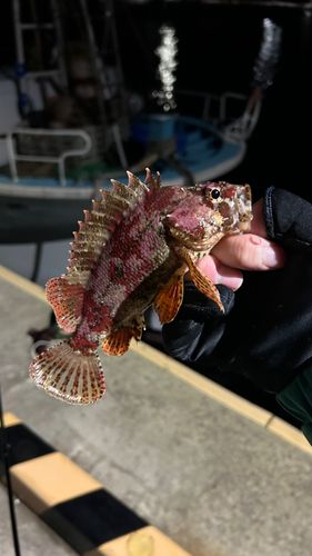 ヨロイメバルの釣果