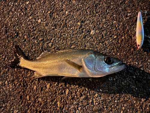 シーバスの釣果
