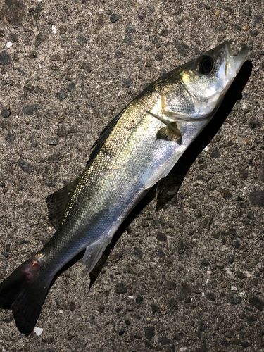 セイゴ（マルスズキ）の釣果