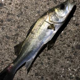 セイゴ（マルスズキ）