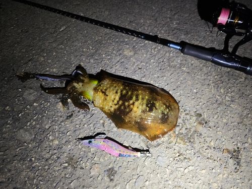 アオリイカの釣果