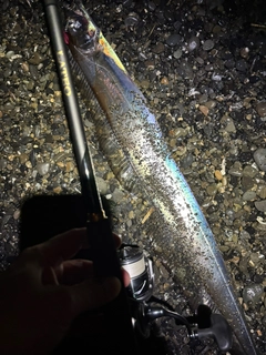 タチウオの釣果