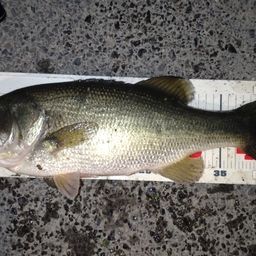 ラージマウスバス