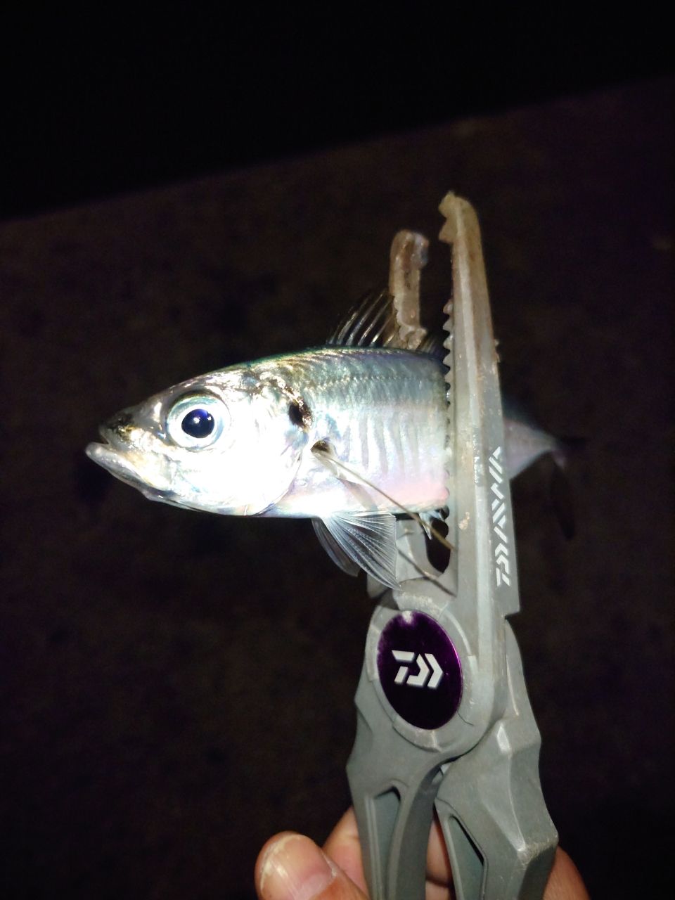 DAIWA 23月下美人 AIR AJING 510UL-S・Wの最安値・インプレ・釣果