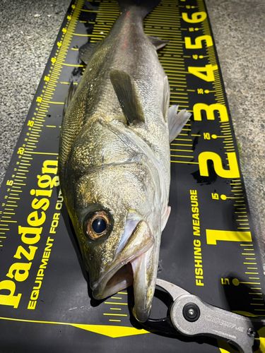 シーバスの釣果