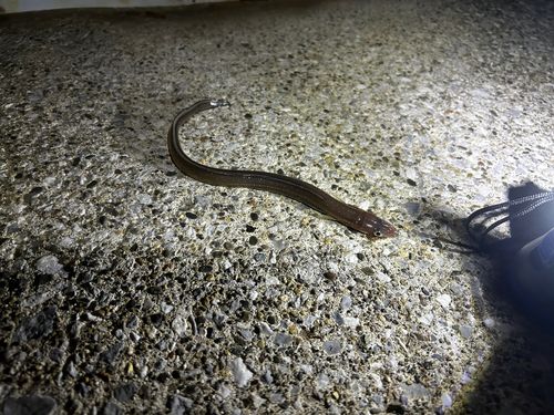 東京ゲートブリッジ付近