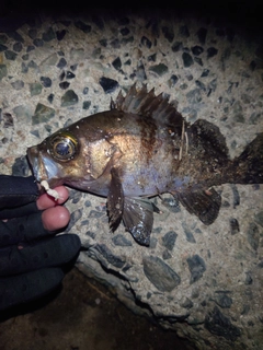 メバルの釣果