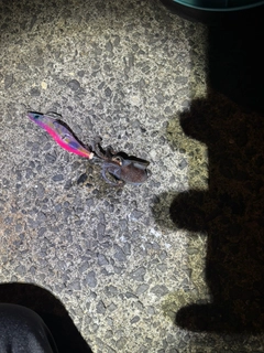 ミミイカの釣果